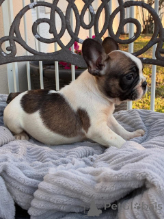 Zdjęcie №3. Entzückende Französische Bulldoggen-Welpen suchen einliebevolles Zuhause!. Niemcy