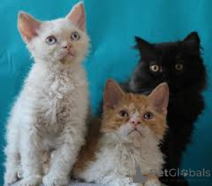 Zdjęcie №3. Selkirk Rex -pennut valmiina uusiin koteihin. Finlandia