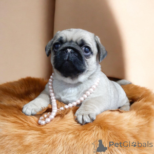 Zdjęcie №2 do zapowiedźy № 164918 na sprzedaż  mops - wkupić się Ukraina od żłobka, hodowca