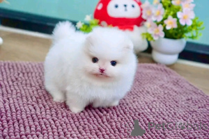 Zdjęcie №3. Pomorski-Welpen verfügbar 16063318962. Niemcy