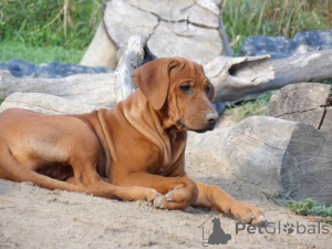 Zdjęcie №2 do zapowiedźy № 139004 na sprzedaż  rhodesian ridgeback - wkupić się Polska hodowca
