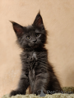 Zdjęcie №2 do zapowiedźy № 163188 na sprzedaż  maine coon - wkupić się Federacja Rosyjska od żłobka