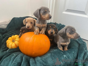 Zdjęcie №1.  - na sprzedaż w Ankum | Bezpłatny | Zapowiedź №163602