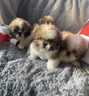 Zdjęcie №3. 12-tygodniowy samiec i samica shihtzu.. Gruzja