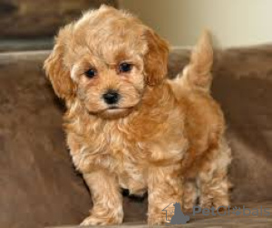 Zdjęcie №3. Maltipoo-Puppy's Klaar Voor Verkoop en adoptie. Holandia
