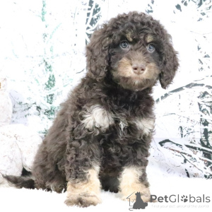 Zdjęcie №3. Suczka w wieku 9 tygodni Gotowa do powrotu do domu. Wielka Brytania