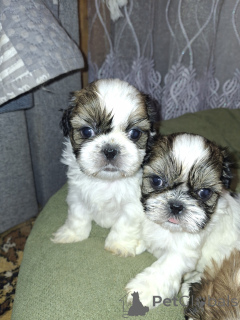 Zdjęcie №2 do zapowiedźy № 167393 na sprzedaż  lhasa apso, szpic niemiecki, szpic miniaturowy, shih tzu - wkupić się Litwa prywatne ogłoszenie, od żłobka, hodowca