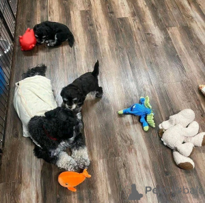 Zdjęcie №3. Urocze szczenięta Schnaudera do adopcji. USA