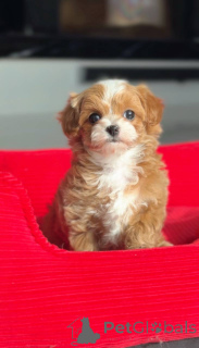 Zdjęcie №1. pies nierasowy - na sprzedaż w Berlin | negocjowane | Zapowiedź №166821