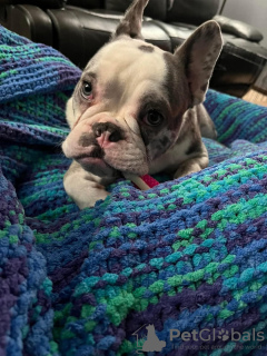 Zdjęcie №2 do zapowiedźy № 132569 na sprzedaż  buldog francuski - wkupić się USA 