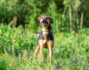 Zdjęcie №2 do zapowiedźy № 166637 na sprzedaż  pies nierasowy - wkupić się Federacja Rosyjska prywatne ogłoszenie