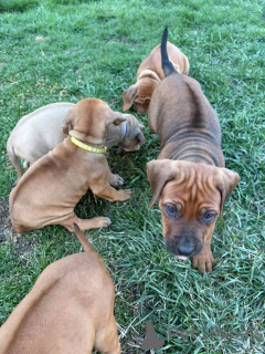 Zdjęcie №3. Rhodesian Ridgeback szczenięta do adopcji. Niemcy