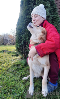 Zdjęcie №2 do zapowiedźy № 59928 na sprzedaż  pies nierasowy - wkupić się Federacja Rosyjska prywatne ogłoszenie