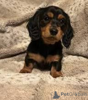 Zdjęcie №3. Prachtige teckelpuppy's te koop. Zijn verheugd om ons schattige nestje. Belgia