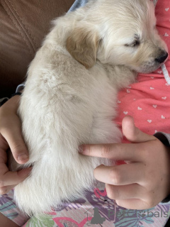 Zdjęcie №1. golden retriever - na sprzedaż w Antwerpia | Bezpłatny | Zapowiedź №154174