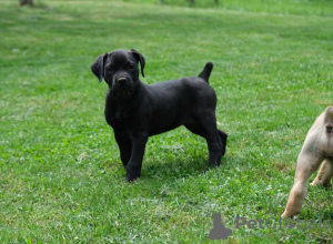 Dodatkowe zdjęcia: Boerboel (mastif południowoafrykański) szczenięta