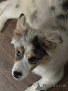 Zdjęcie №3. Szczenięta Pasterza Australijskiego (Aussi). Białoruś