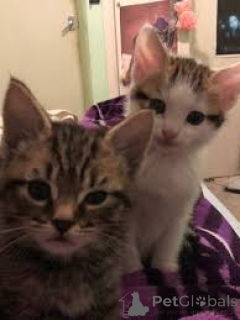 Zdjęcie №3. Chatons Européens à poil court à vendre. Belgia