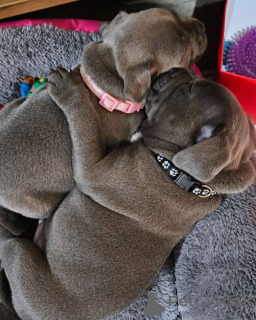 Zdjęcie №1. amerykański staffordshire terier - na sprzedaż w Paryż | 3348zł | Zapowiedź №163314