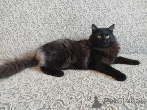 Zdjęcie №1.  - na sprzedaż w Mińsk | Bezpłatny | Zapowiedź № 164928