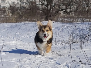 Zdjęcie №3. Welsh Corgi Pembroke. Ukraina