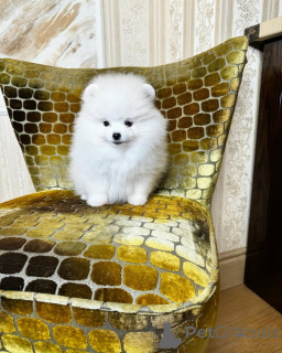 Zdjęcie №3. Bobo pomorskie Spzit. Niemcy