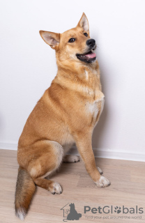 Dodatkowe zdjęcia: Pies Melon chce Cię ogrzać na sofie!