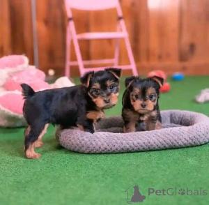 Zdjęcie №3. Szczeniak Yorkshire Terrier dostępny do adopcji. Niemcy