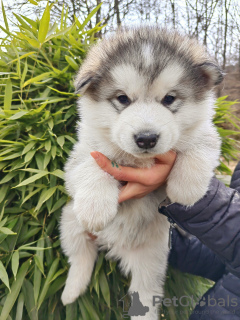Zdjęcie №4. Sprzedam alaskan malamute w Slovenj Gradec. prywatne ogłoszenie - cena - 5441zł