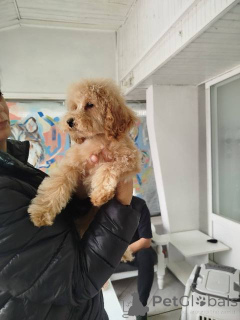 Zdjęcie №2 do zapowiedźy № 155965 na sprzedaż  pudel (krasnolud) - wkupić się Serbia 