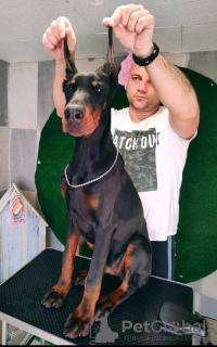 Dodatkowe zdjęcia: Doberman PIĘKNE szczenięta