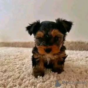 Zdjęcie №2 do zapowiedźy № 138642 na sprzedaż  yorkshire terrier - wkupić się USA hodowca