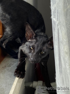 Zdjęcie №3. kocięta orientalne. Turcja