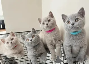 Zdjęcie №1. kot brytyjski krótkowłosy - na sprzedaż w Erlangen | 1622zł | Zapowiedź № 169926