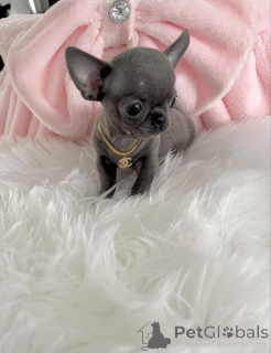 Zdjęcie №1. chihuahua (rasa psów) - na sprzedaż w Helsinki | Bezpłatny | Zapowiedź №160313