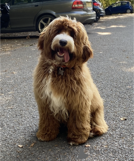 Dodatkowe zdjęcia: Australian Labradoodle Szczenięta (2 chłopców i 4 dziewczęta)