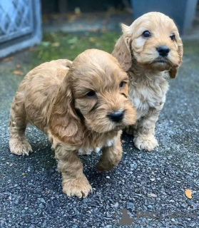 Zdjęcie №2 do zapowiedźy № 71704 na sprzedaż  cocker spaniel angielski - wkupić się Australia prywatne ogłoszenie, hodowca