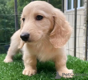 Zdjęcie №3. Wyszkolone w toalecie jamniki. Estonia