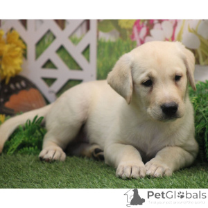 Zdjęcie №2 do zapowiedźy № 176364 na sprzedaż  labrador retriever - wkupić się Niemcy prywatne ogłoszenie