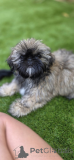 Zdjęcie №3. Te koop szczenięcia Shih Tzu. Holandia