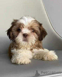Zdjęcie №2 do zapowiedźy № 168170 na sprzedaż  shih tzu - wkupić się Belgia prywatne ogłoszenie