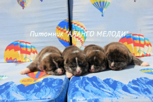 Zdjęcie №2 do zapowiedźy № 2925 na sprzedaż  akita (rasa psa) - wkupić się Białoruś od żłobka, hodowca
