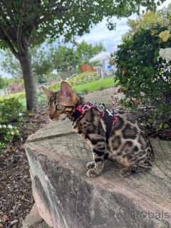 Zdjęcie №2 do zapowiedźy № 152635 na sprzedaż  kot bengalski - wkupić się Szwajcaria prywatne ogłoszenie