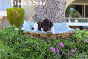 Zdjęcie №2 do zapowiedźy № 158387 na sprzedaż  pudel (royal) - wkupić się Dania prywatne ogłoszenie