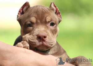 Zdjęcie №1. american bully - na sprzedaż w Warszawa | 4700zł | Zapowiedź №116994