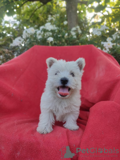 Zdjęcie №2 do zapowiedźy № 62249 na sprzedaż  west highland white terrier - wkupić się Polska hodowca