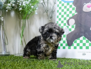 Zdjęcie №4. Sprzedam maltańczyk w Michigan City. hodowca - cena - negocjowane