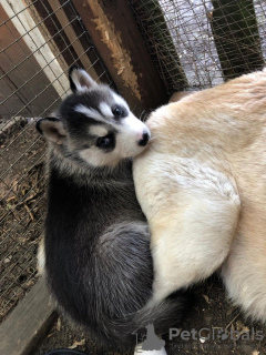 Zdjęcie №3. Szczenięta Siberian Husky na sprzedaż w Niemczech. Niemcy