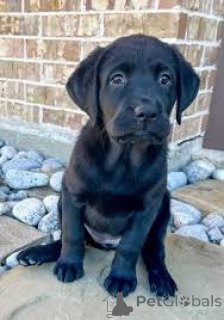Zdjęcie №3. Preciosos cachorros de Labrador Retriever en Venta. Hiszpania