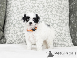 Zdjęcie №1. labradoodle - na sprzedaż w Capri | negocjowane | Zapowiedź №155610